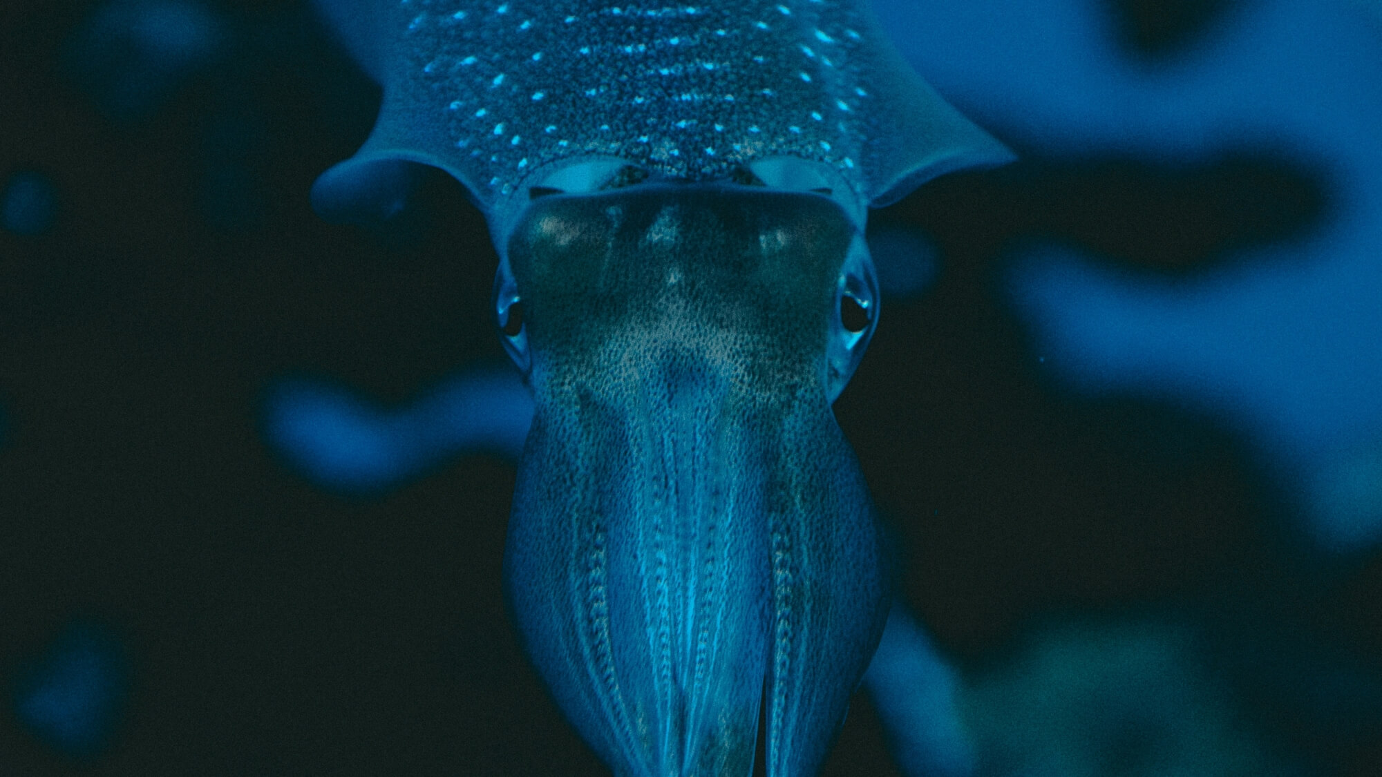 거대 오징어에 얽힌 미스테리, Squid and Mystery